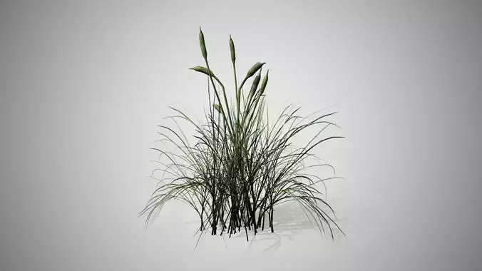 Cattail grass