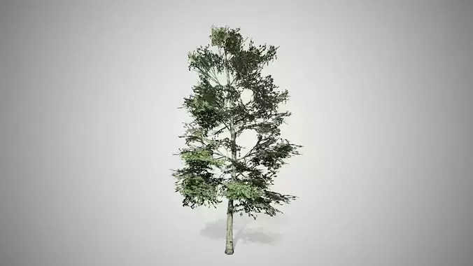 Carolina Buckthorn Tree