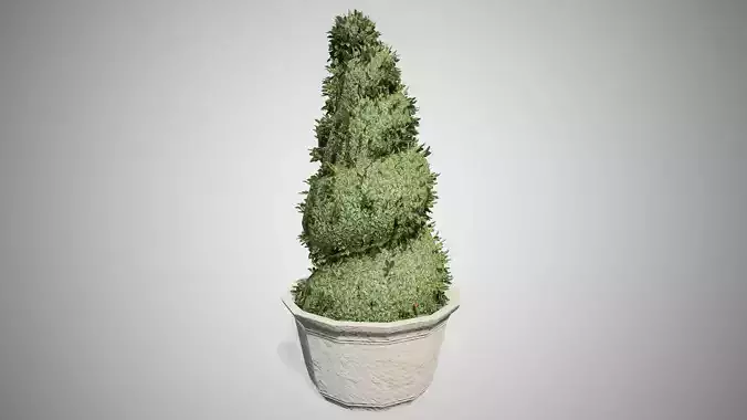 Burford Holly Spiral Low-poly 3D model