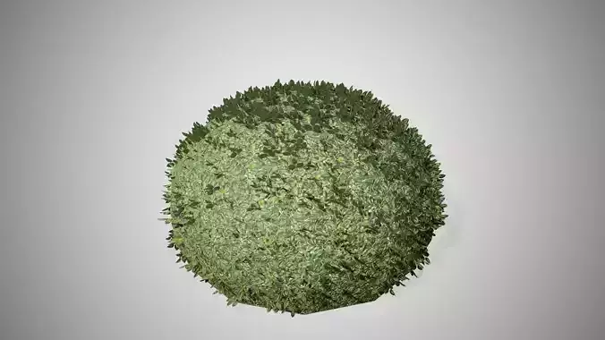 Burford Holly Gumdrop Low-poly 3D model