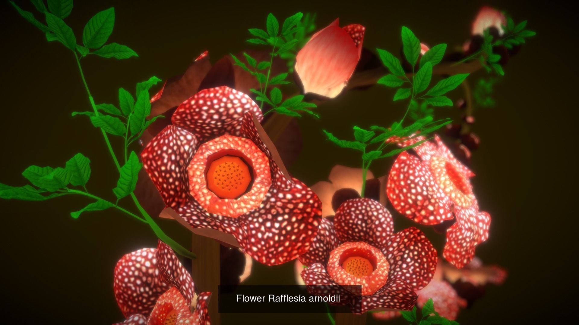 Flower Collections Country World path 6 _10