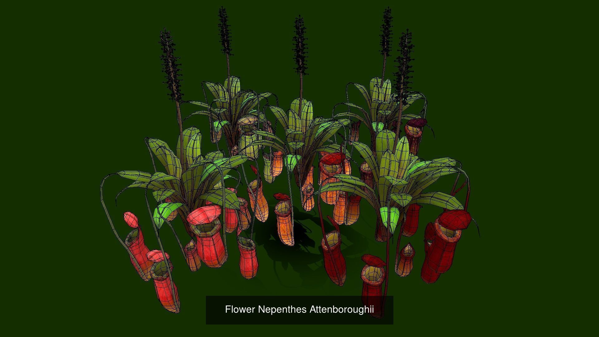 Flower Collections Country World path 6 _7