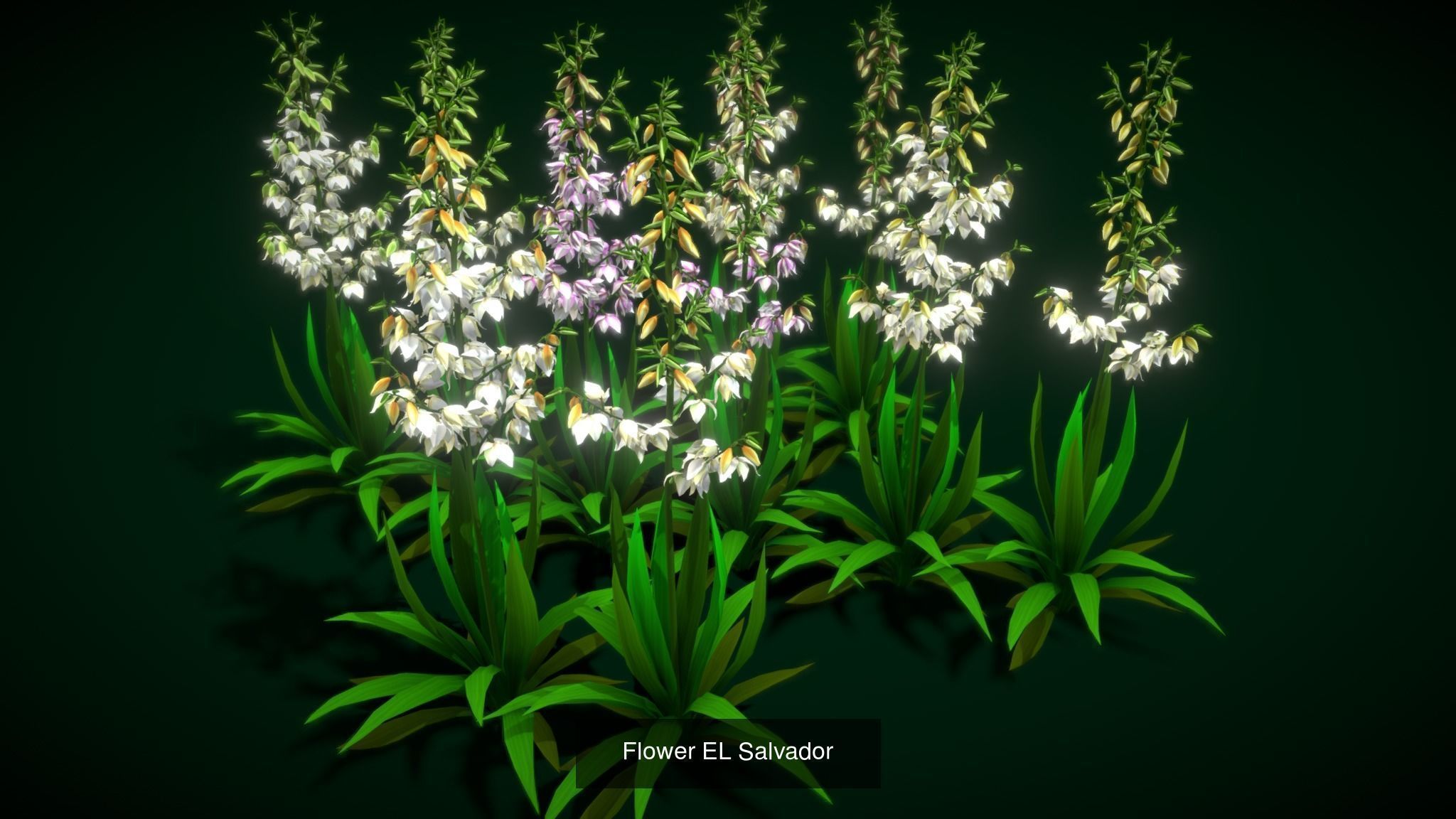 Flower Collections Country World path 6 _5