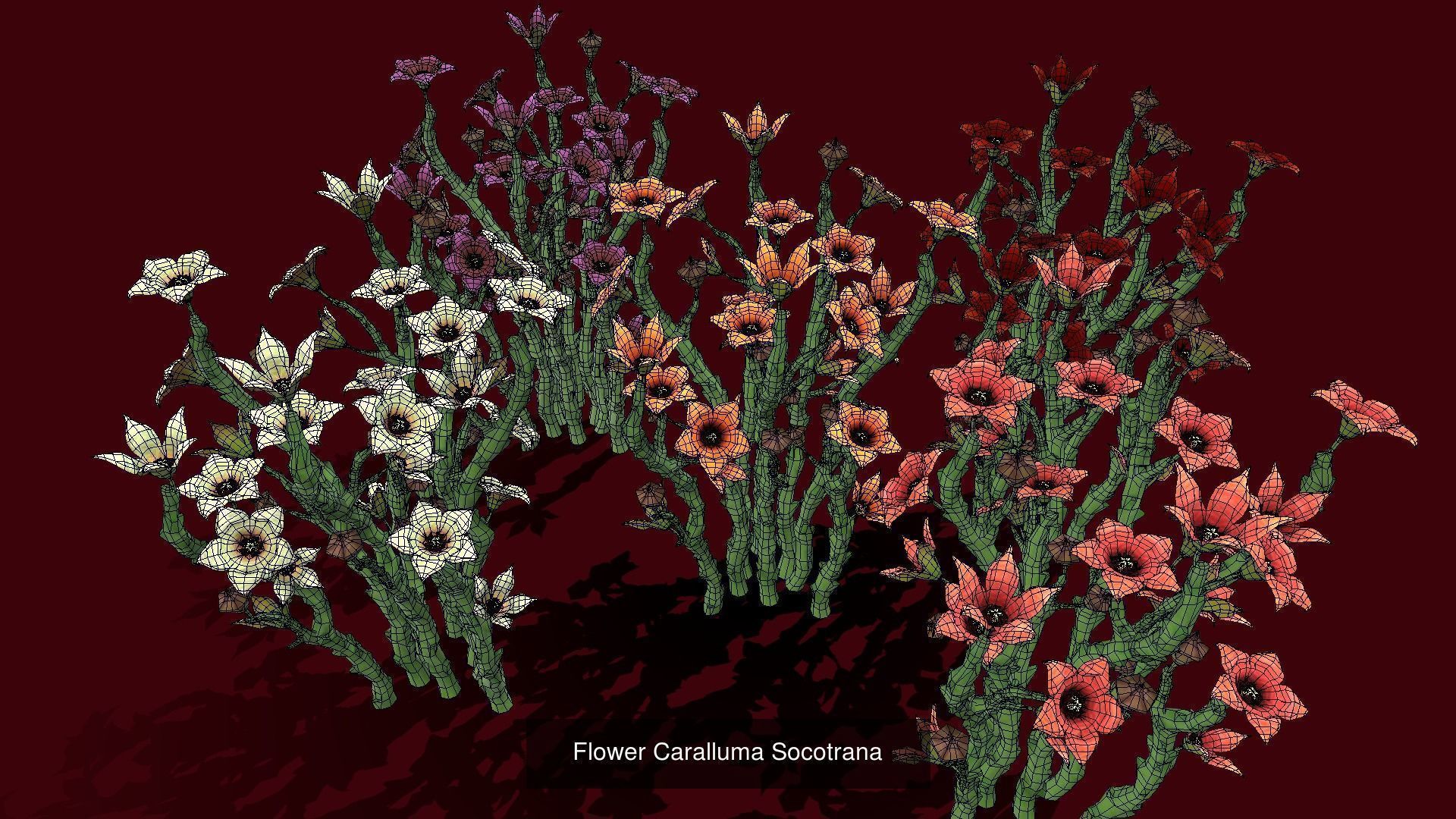 Flower Collections Country World path 6 _8