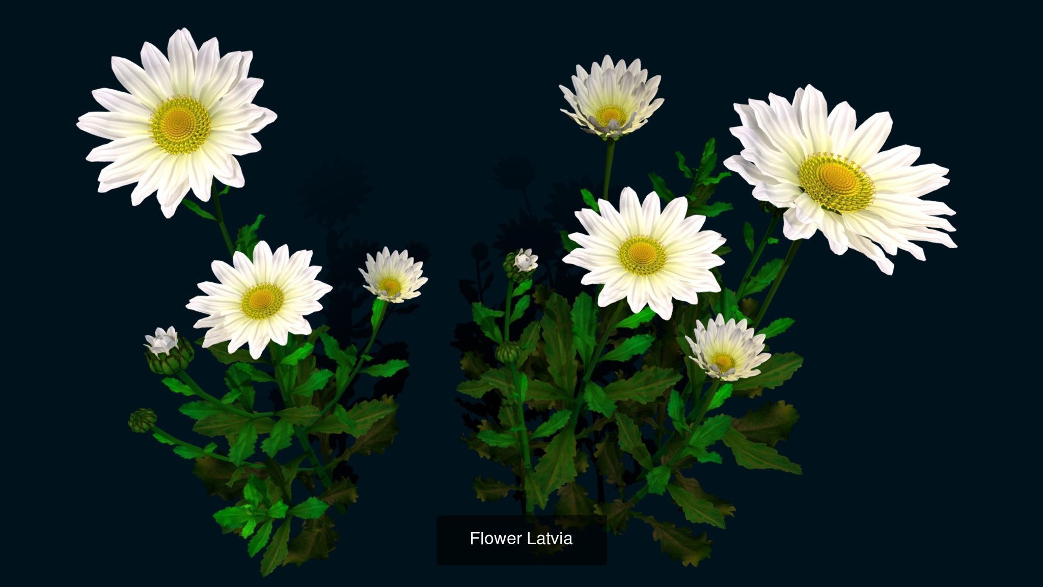 Flower Collections Country World path 6 _4