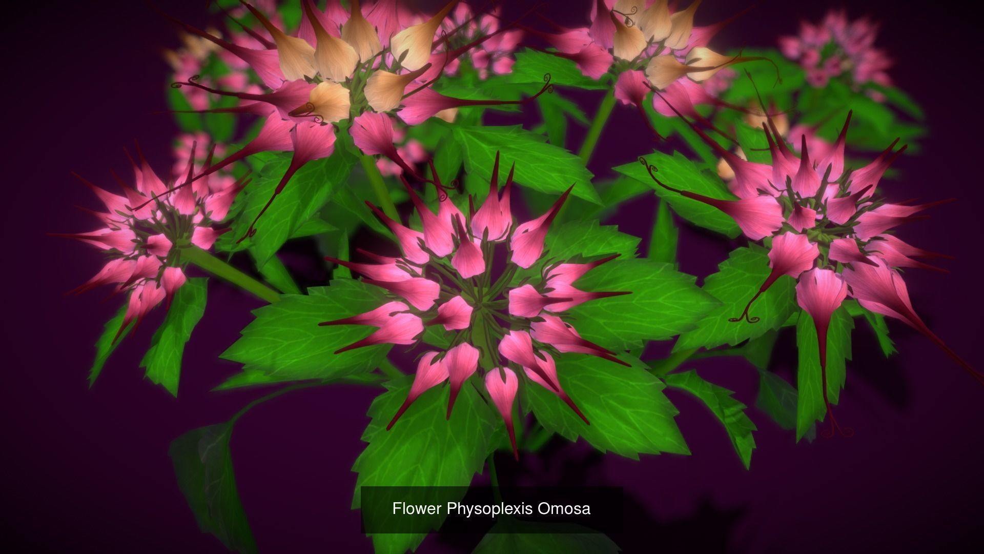 Flower Collections Country World path 6 _9