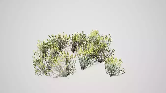 Broom Snakeweed Cluster Spring grass