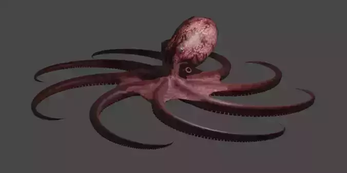 Octopus 3D model