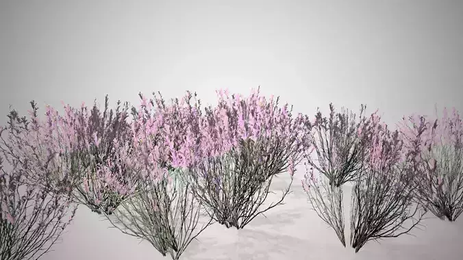 Broom Snakeweed Cluster Pink Low-poly 3D model