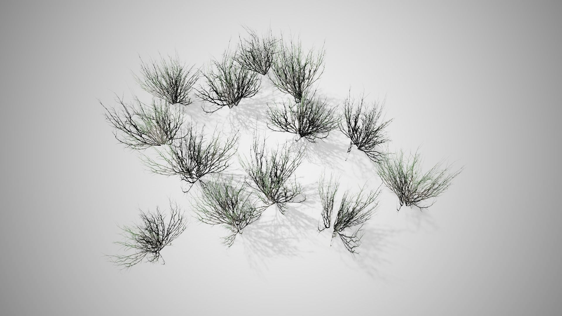 Broom Snakeweed Cluster grass Low-poly 3D model_2