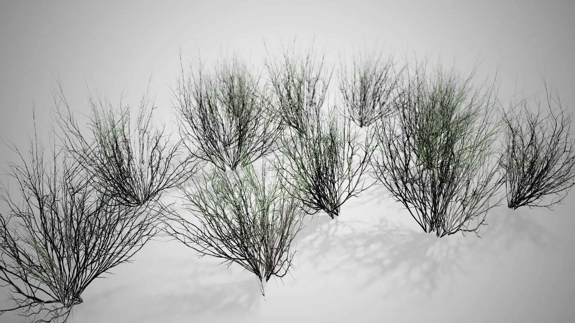 Broom Snakeweed Cluster grass Low-poly 3D model_0