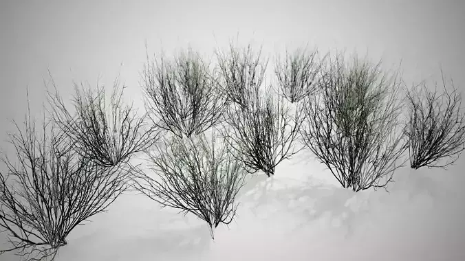 Broom Snakeweed Cluster grass