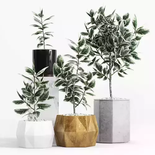 Plants and Planters 8 Ficus Elastica Variegata