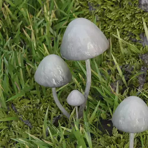 Panaeolus Mushroom Low-poly 3D model