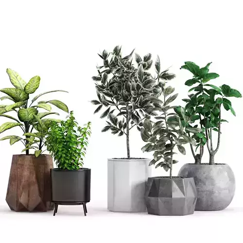Plants and Planters  12