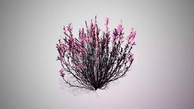 Broom Snakeweed grass  Low-poly 3D model
