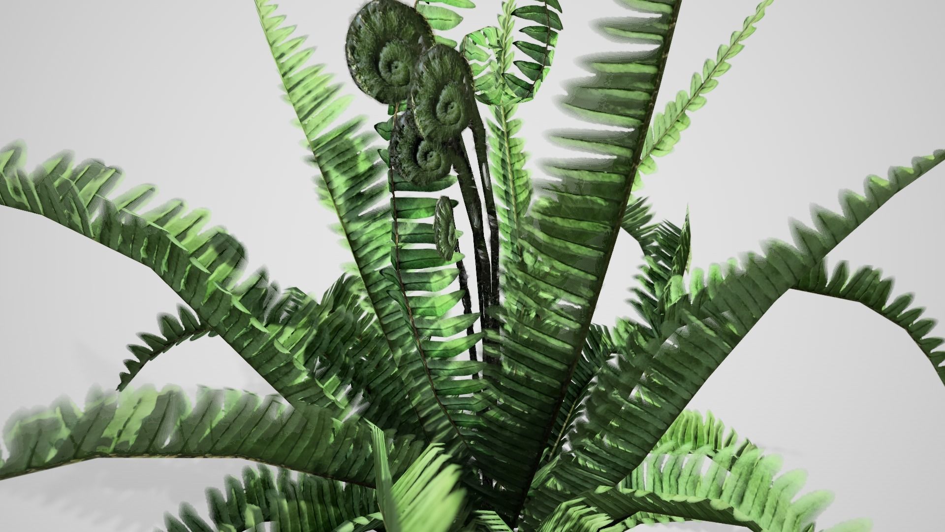 Boston Fern bush Low-poly 3D model_1