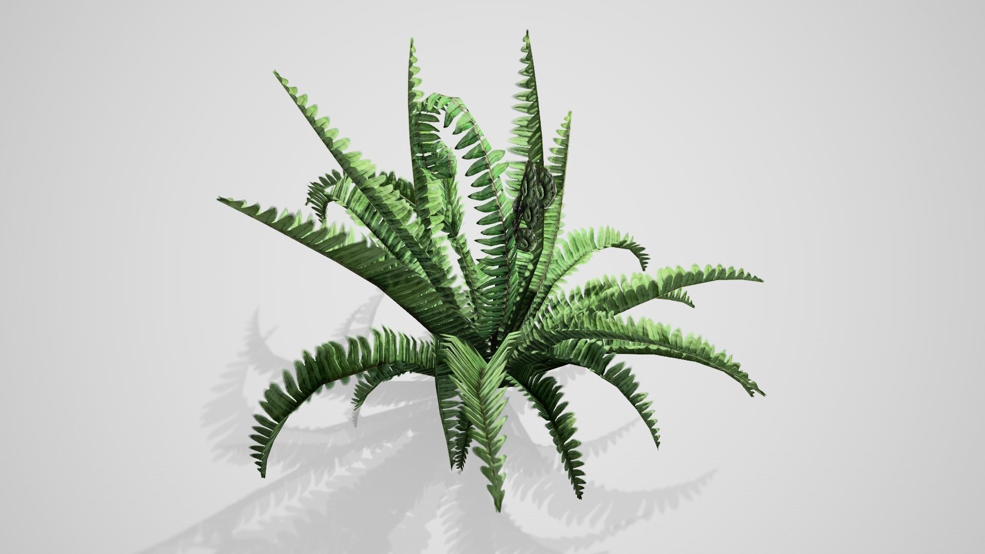 Boston Fern bush Low-poly 3D model_3