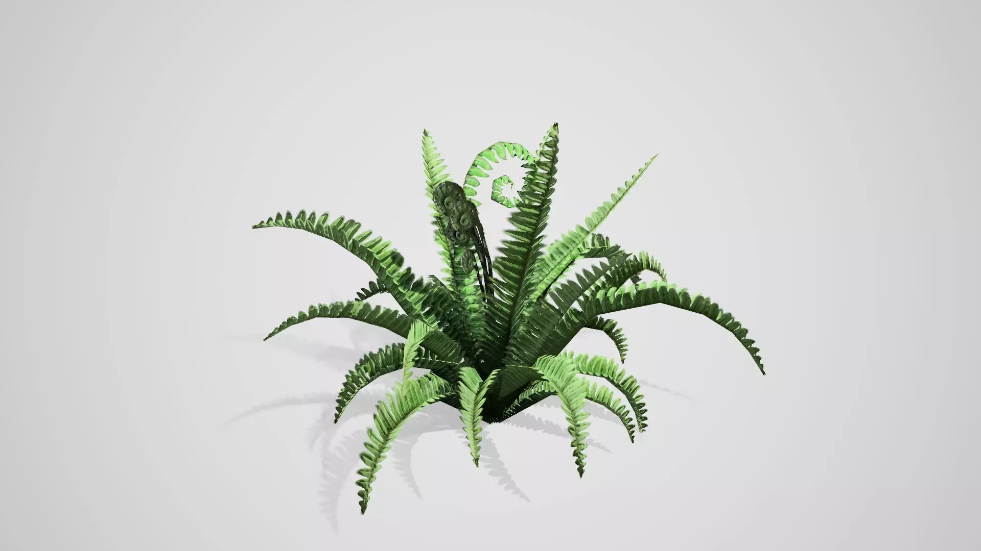 Boston Fern bush Low-poly 3D model_0