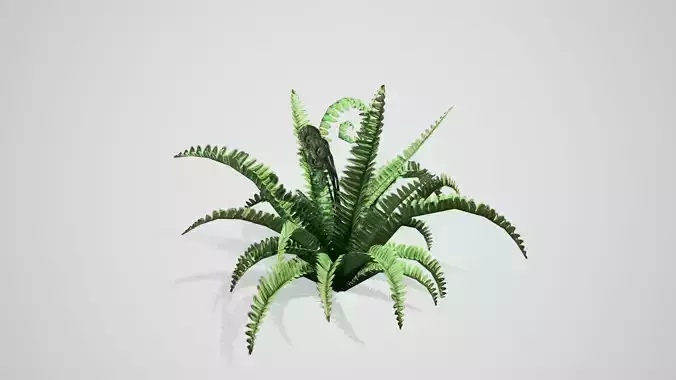 Boston Fern bush