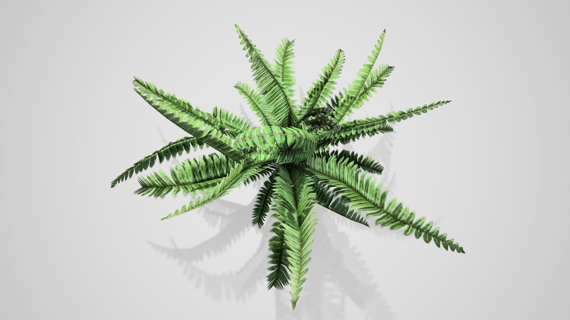 Boston Fern bush Low-poly 3D model_2