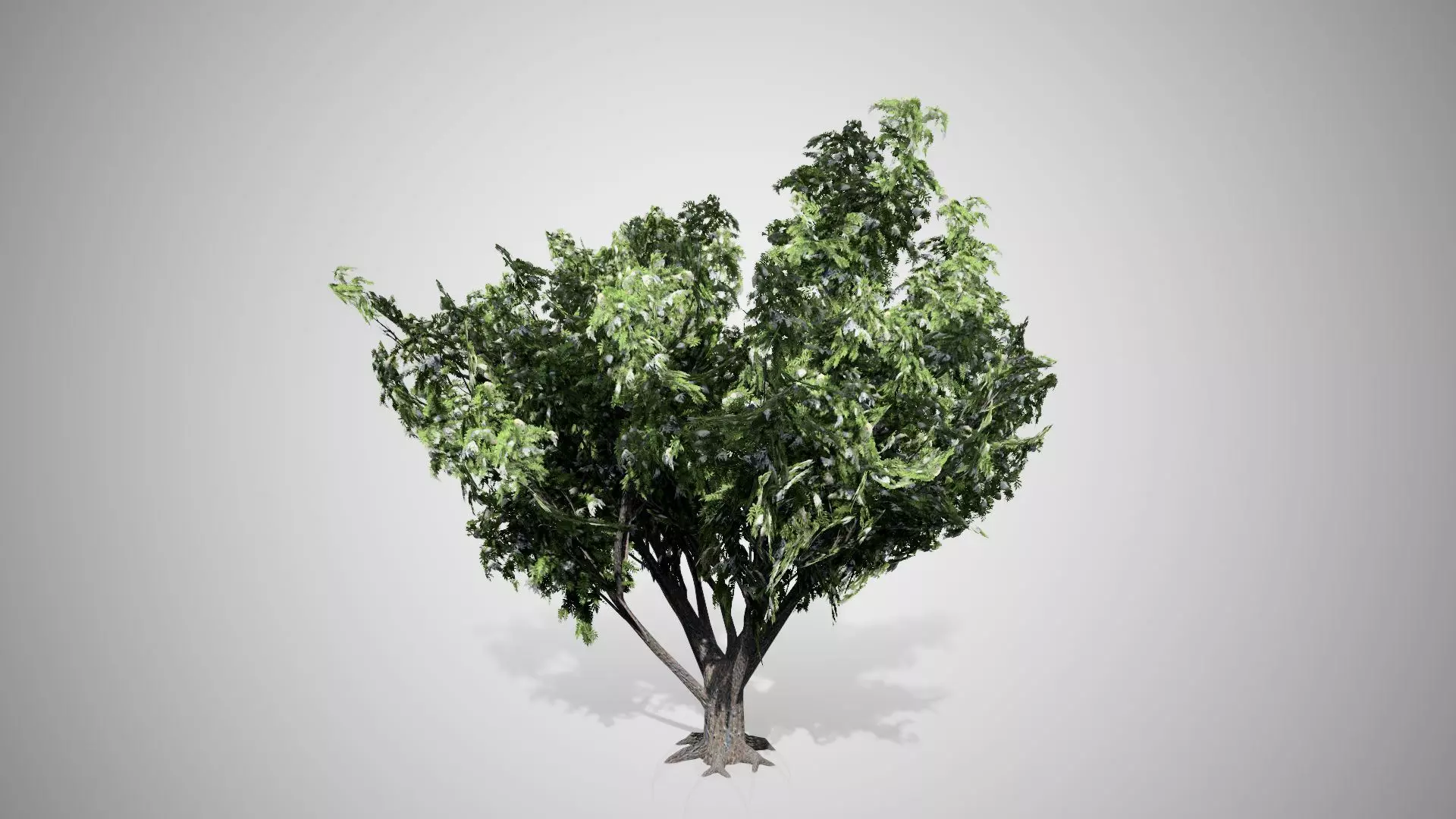 Black Elder Flowers Tree Low-poly 3D model_0