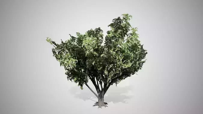 Black Elder Flowers Tree Low-poly 3D model
