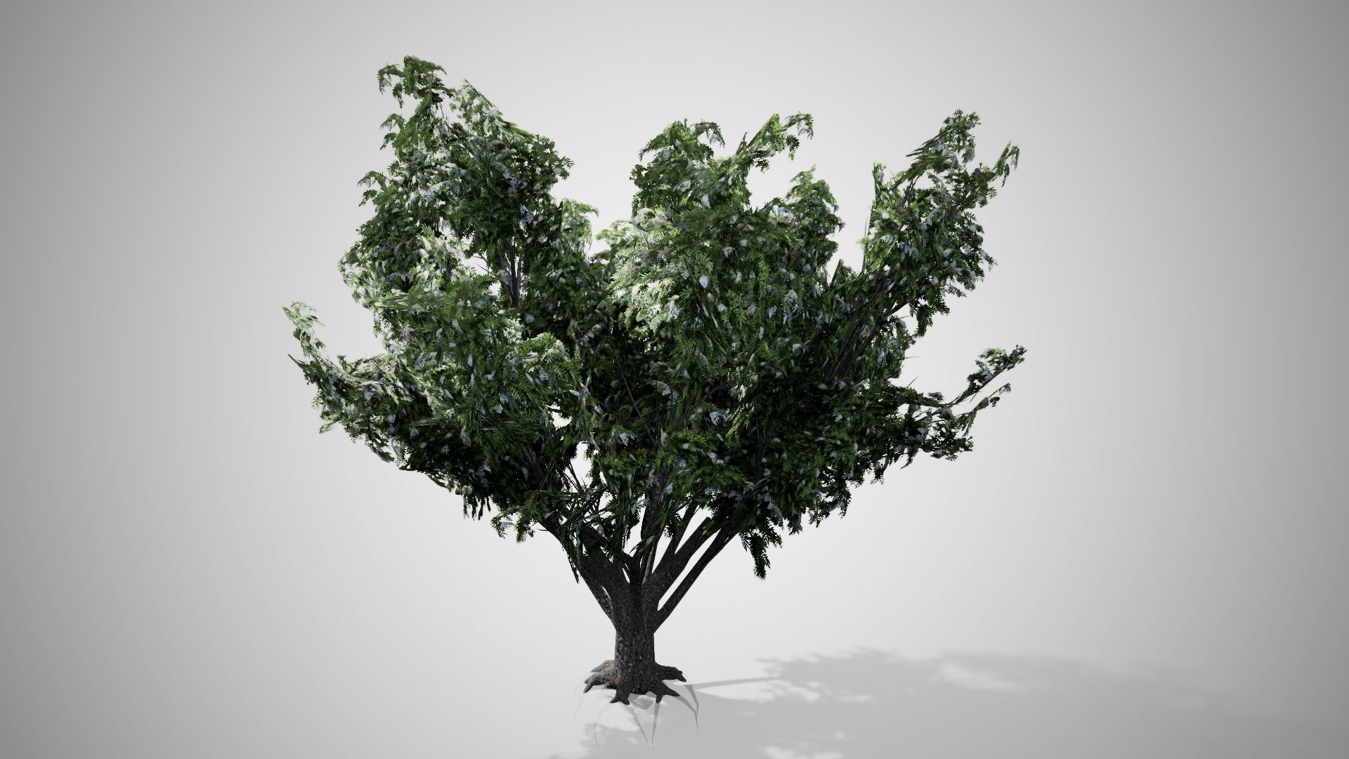 Black Elder Flowers Tree Low-poly 3D model_4