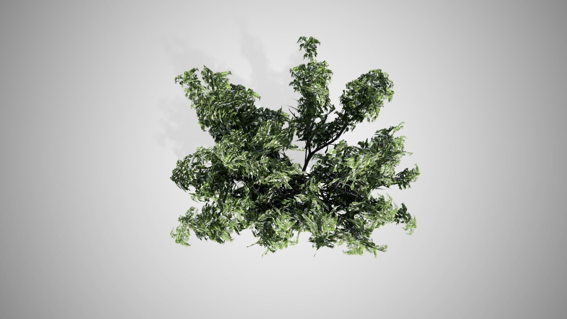 Black Elder Flowers Tree Low-poly 3D model_2