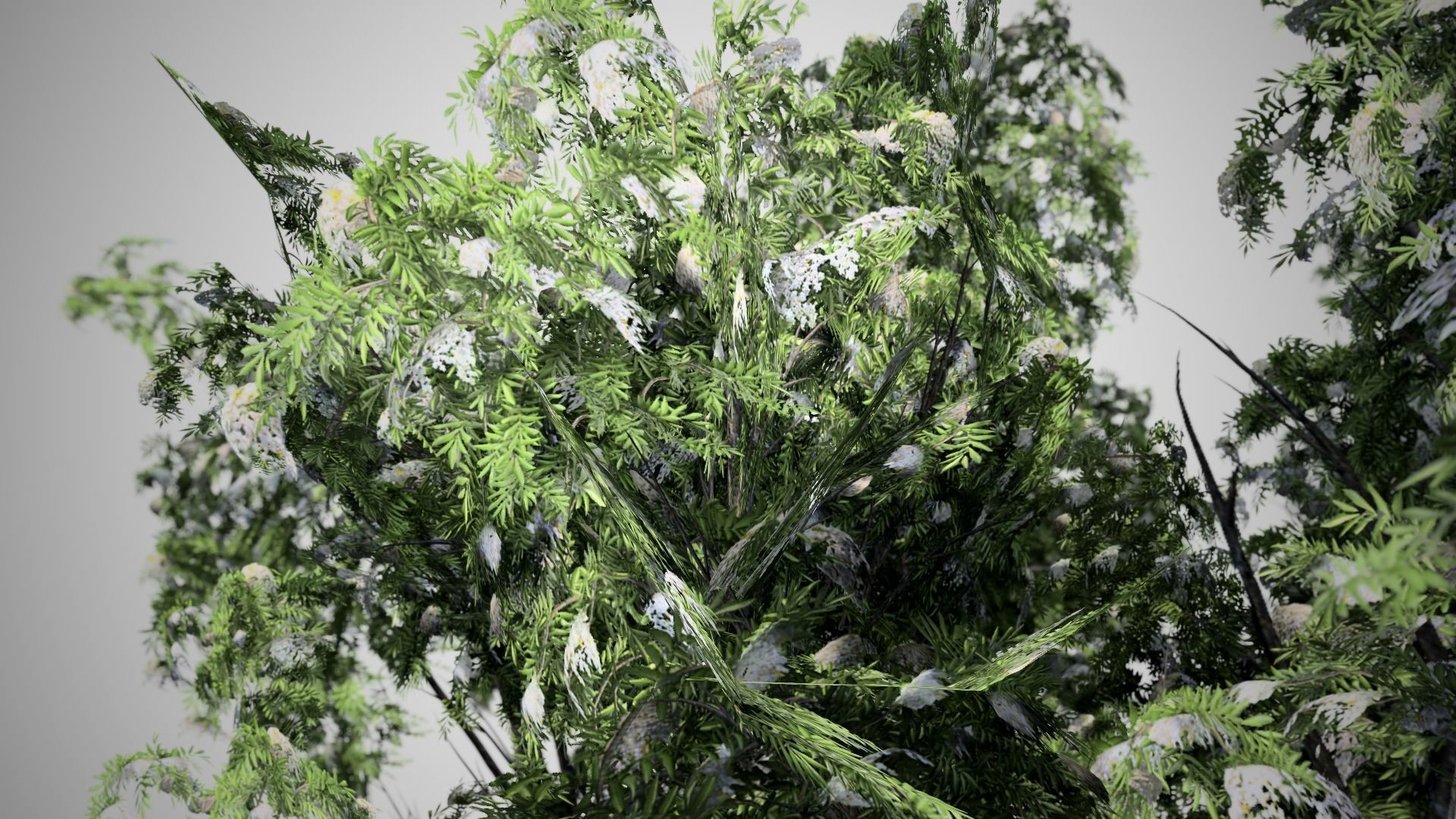 Black Elder Flowers Tree Low-poly 3D model_1