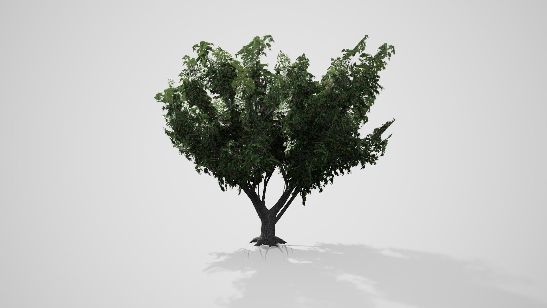 Black Elder Tree Low-poly 3D model_4