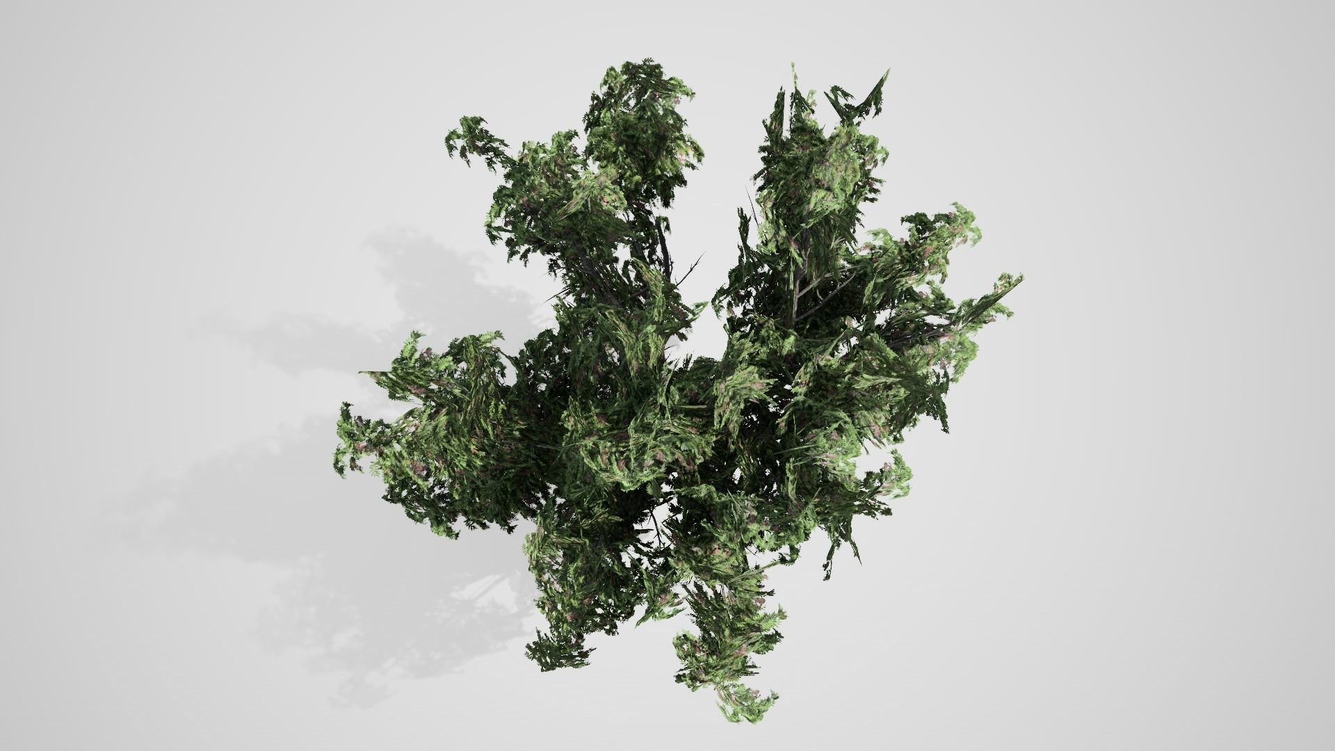 Black Elder Tree Low-poly 3D model_2