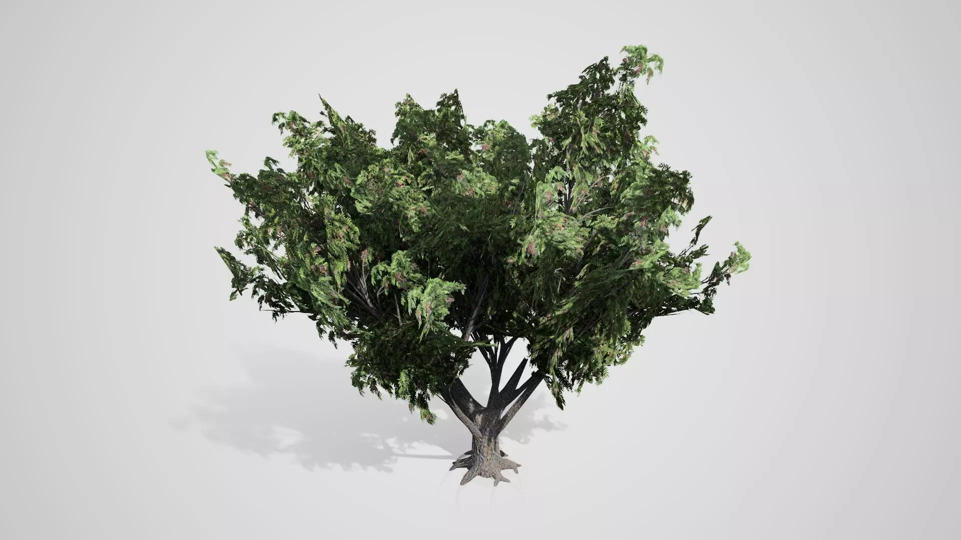 Black Elder Tree Low-poly 3D model_0