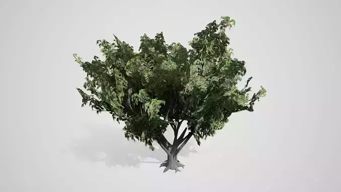 Black Elder Tree Low-poly 3D model