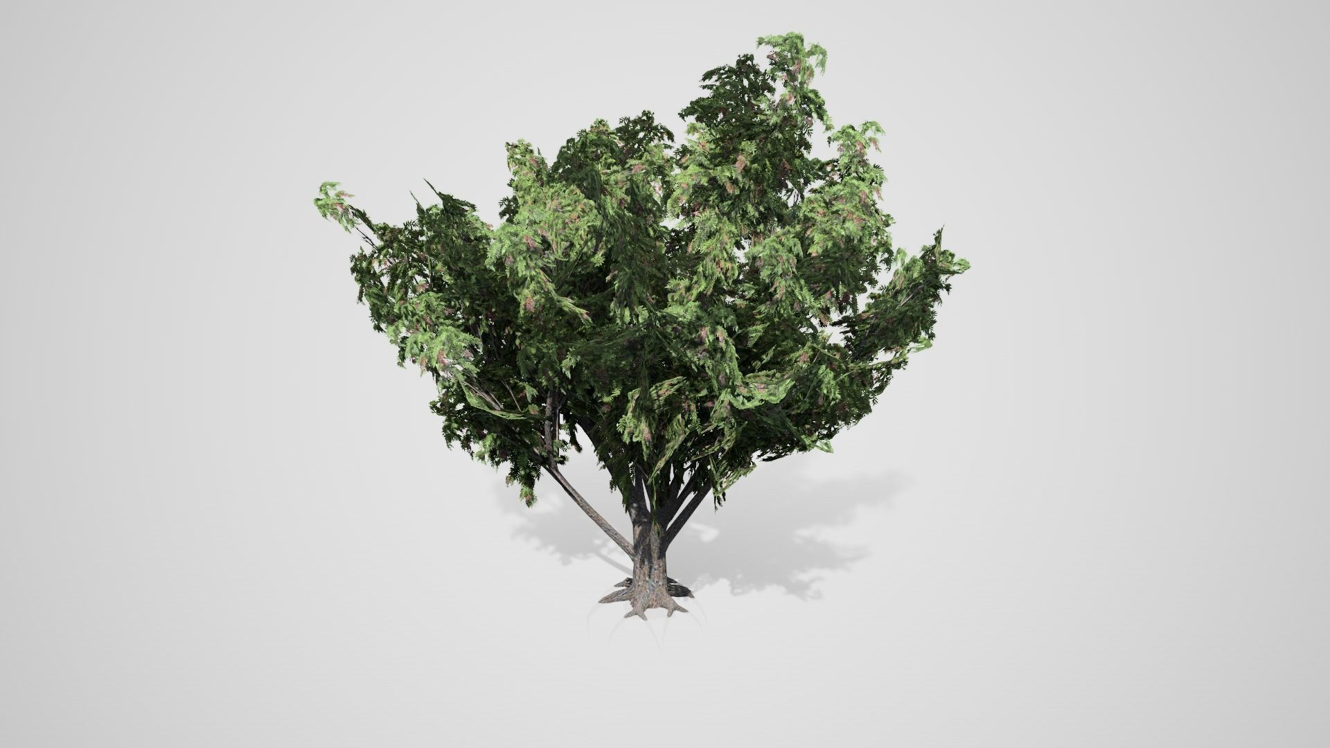 Black Elder Tree Low-poly 3D model_3