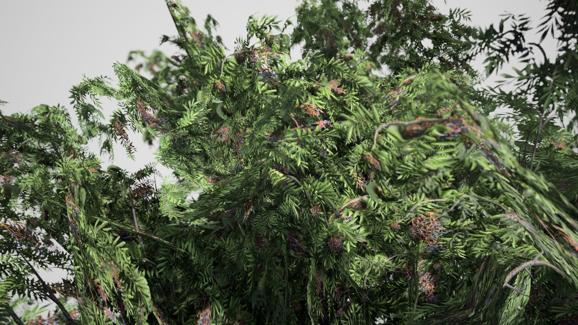 Black Elder Tree Low-poly 3D model_1