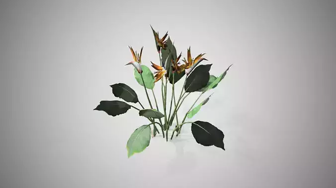 Bird Of Paradise flower