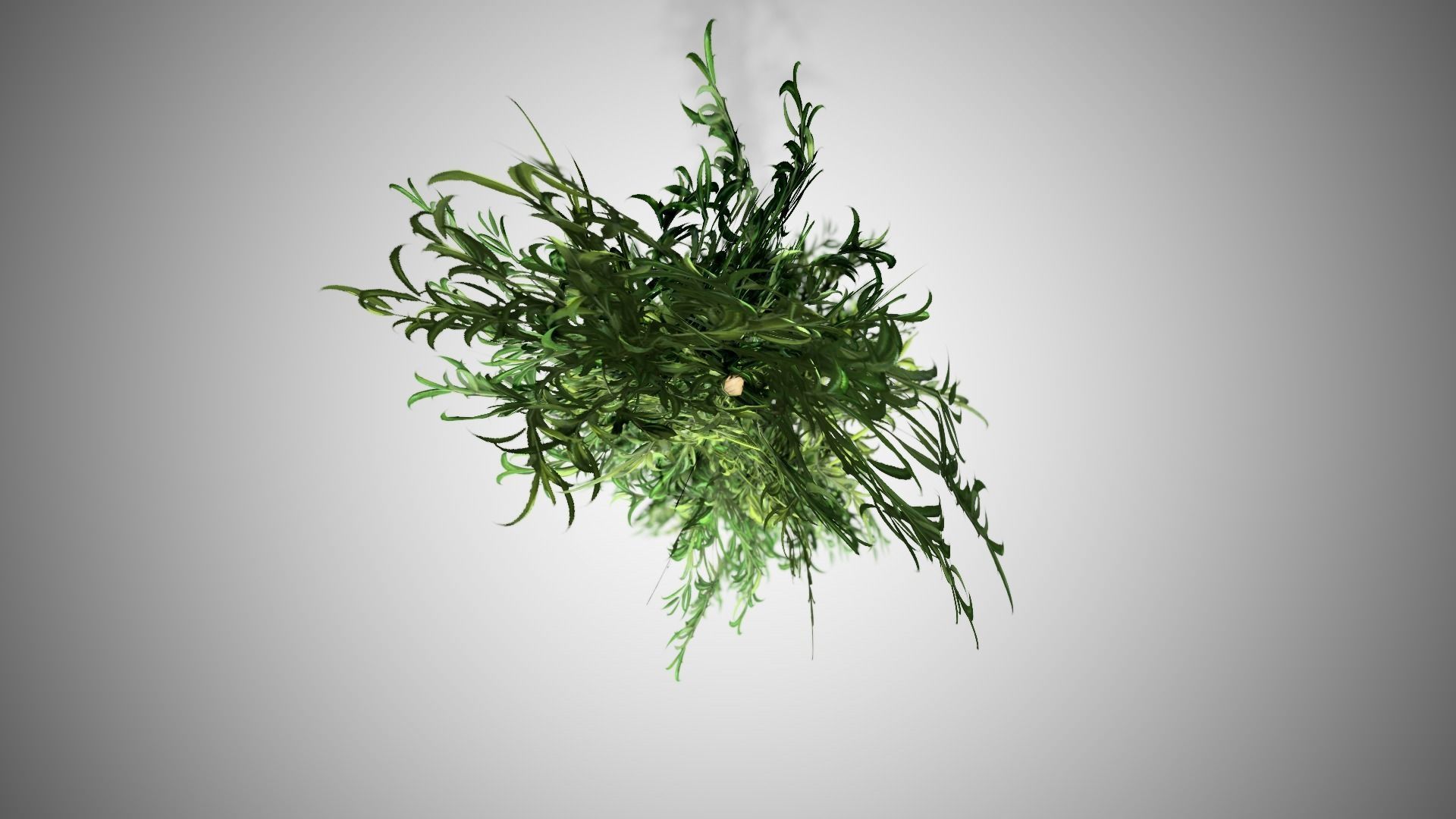 Bamboo plant hanging from ceiling Low-poly 3D model_2