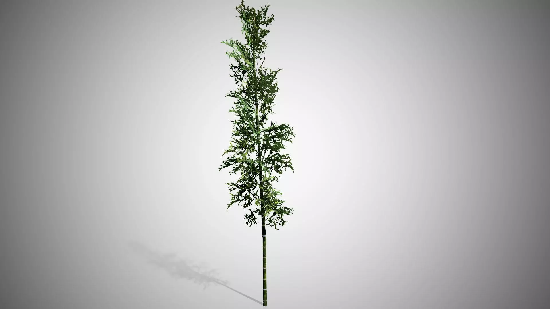 Bamboo plant hanging from ceiling Low-poly 3D model_0