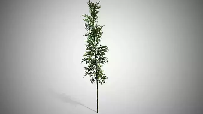 Bamboo plant hanging from ceiling Low-poly 3D model