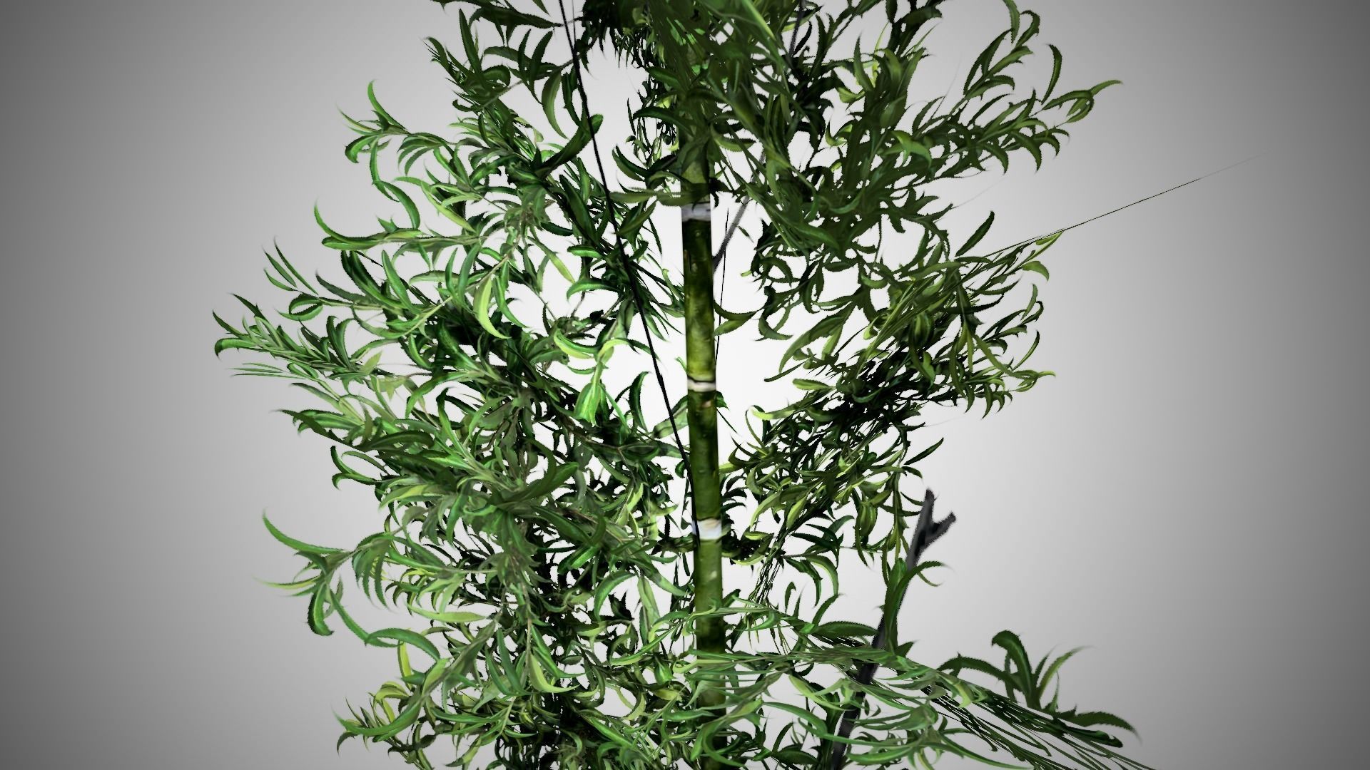 Bamboo plant hanging from ceiling Low-poly 3D model_1
