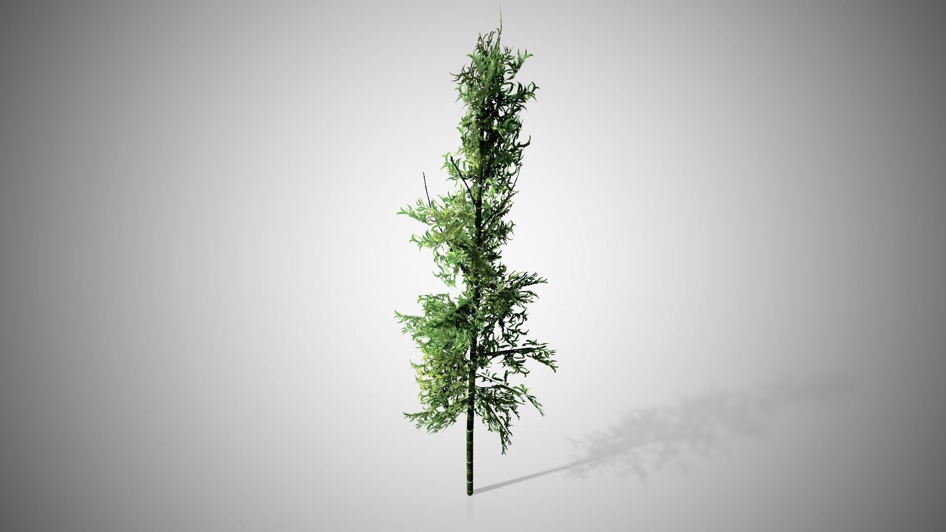 Bamboo plant hanging from ceiling Low-poly 3D model_3