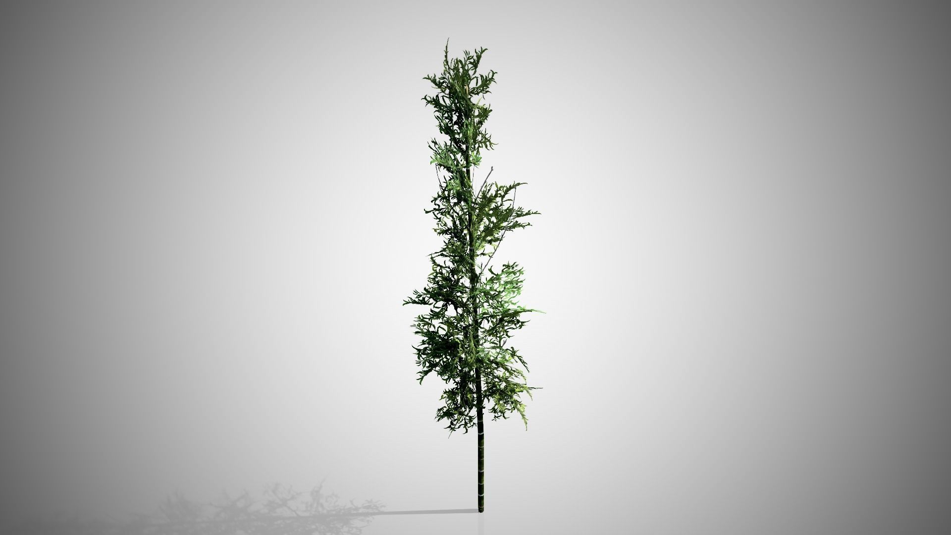 Bamboo plant hanging from ceiling Low-poly 3D model_4