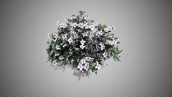 Azalea Flowers white Low-poly 3D model