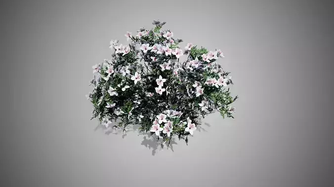 Azalea Flowers white Low-poly 3D model