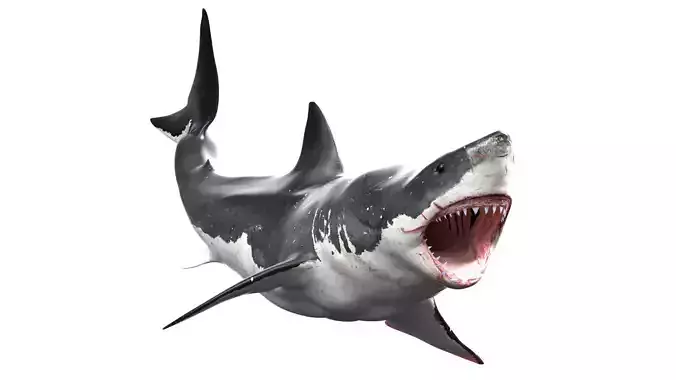 Great White Shark  Animated  Rigged Low-poly 3D model