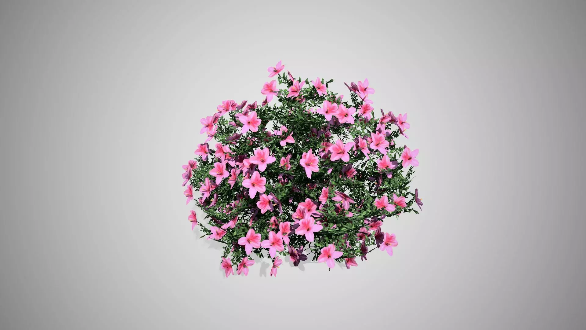 Azalea Flowers Pink Low-poly 3D model_0