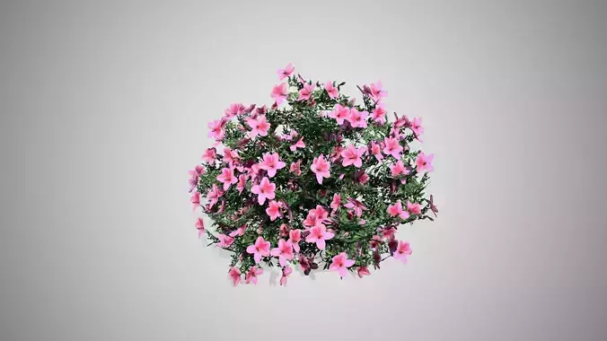 Azalea Flowers Pink Low-poly 3D model