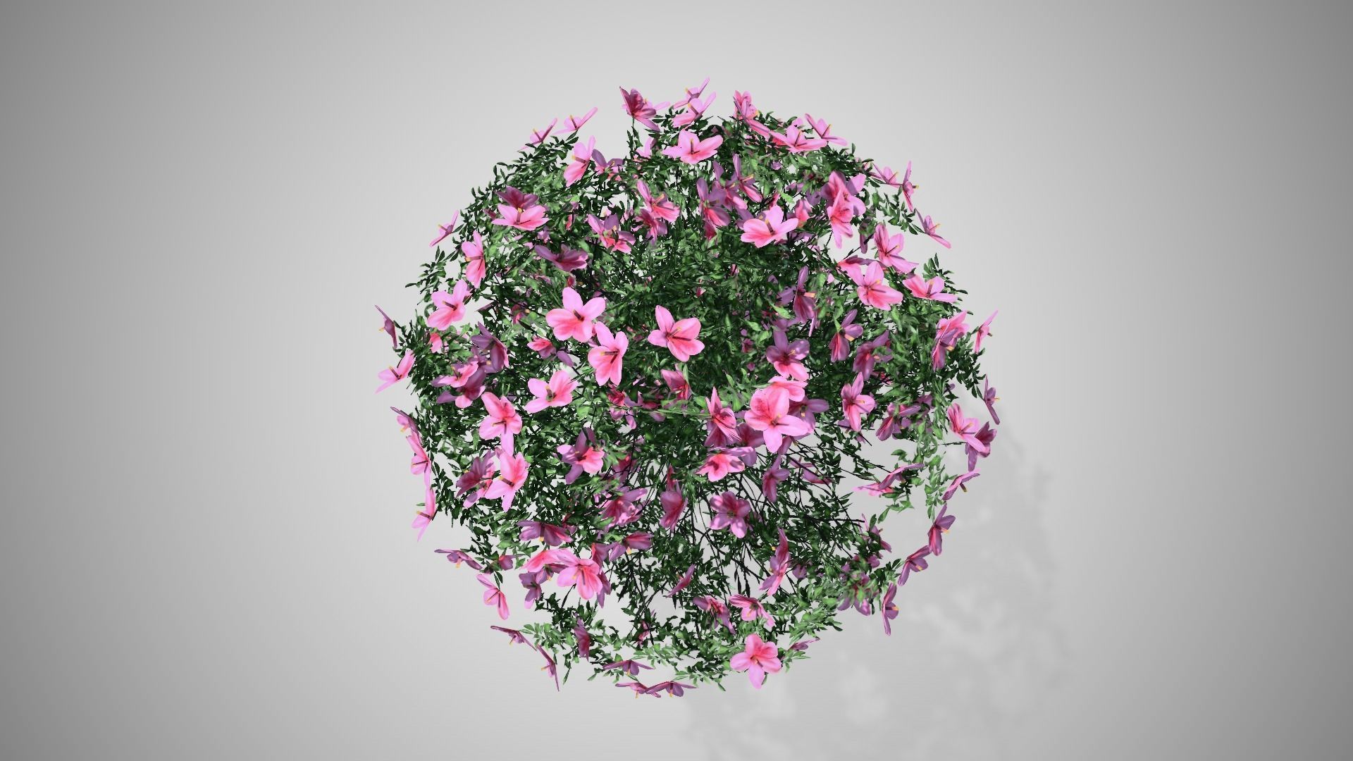 Azalea Flowers Pink Low-poly 3D model_2