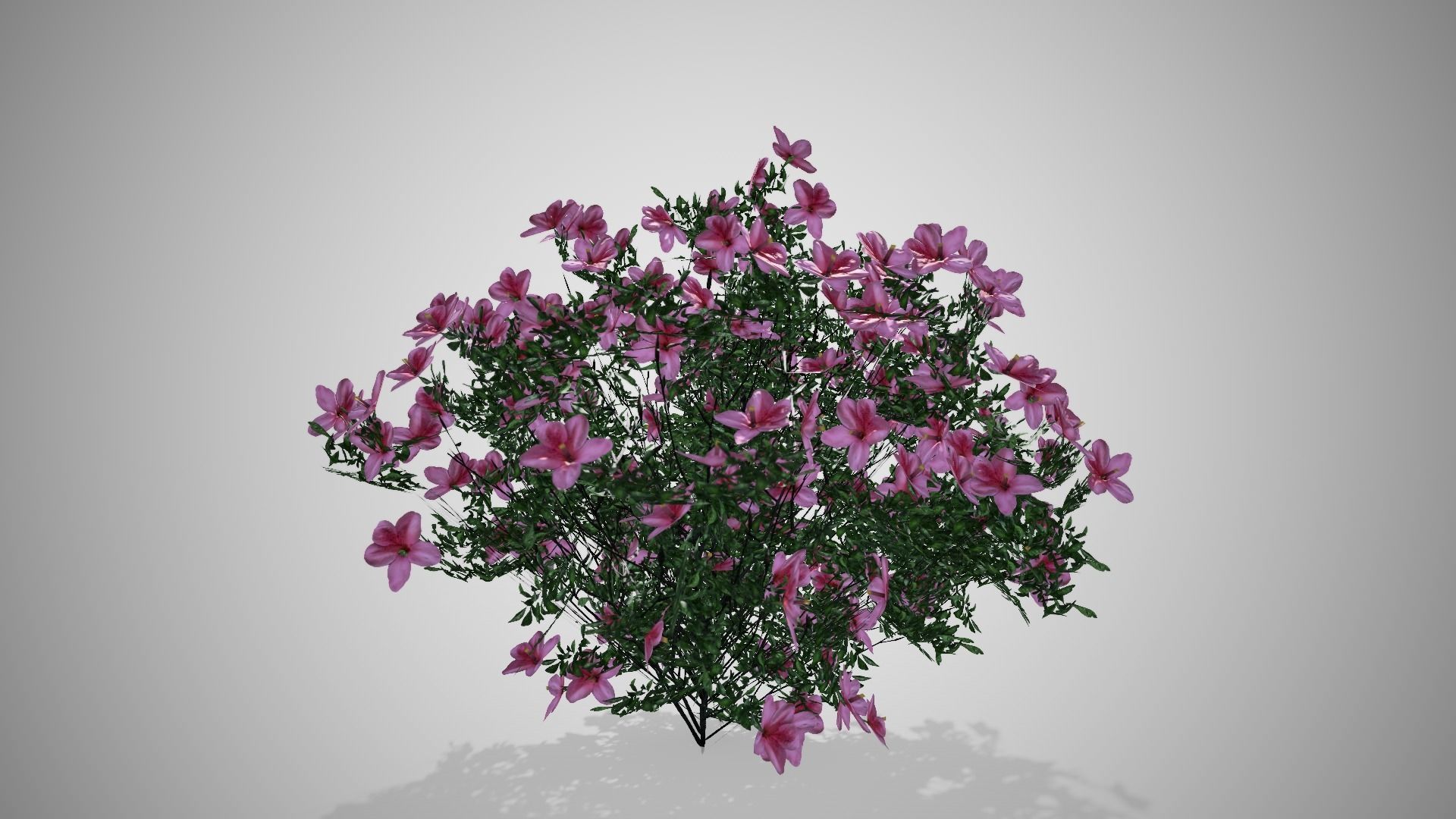 Azalea Flowers Pink Low-poly 3D model_4